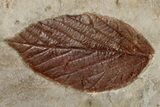 Two Fossil Leaves (Zizyphoides & Unidentified) - Montana #199650-1